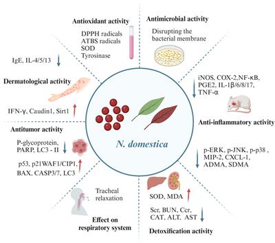 Nandina domestica Thunb.: a review of traditional uses, phytochemistry, pharmacology, and toxicology